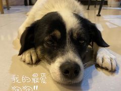 -平行世界·猫咖(首经贸店)