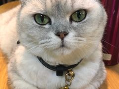 -李小姐の猫咖啡馆(五角场店)