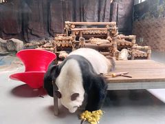 -东莞香市动物园