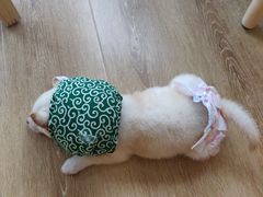 -柴犬小屋·柴餐厅·狗咖食堂(金鼎广场店)