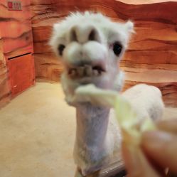 -酷嗒动物文化乐园(cutezoo西溪乐天城店)