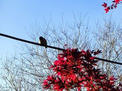 -桂香村(护国寺店)