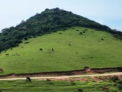 -大姆山草场
