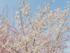 -洛阳市隋唐城遗址植物园