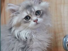 -山宅一喵德文卷毛猫舍