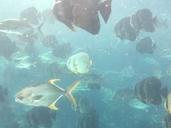 -瑞德姆美人鱼海底演艺主题餐厅(亚龙湾店)
