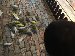 -上海大自然野生昆虫馆(东方明珠·爬宠昆虫探索中心)