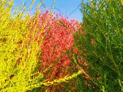 -春花秋色城市公园