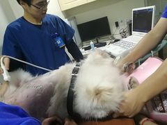 -芭比堂宠物医院·全科爱猫医院·仁德分院
