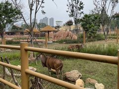 -武汉动物园