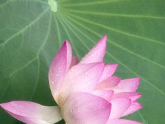 -荔湾湖公园