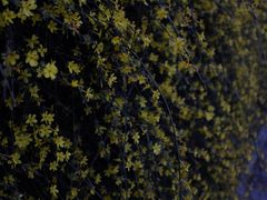 -朝阳公园
