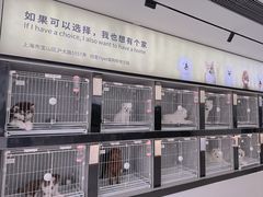 -翊宠yipet猫狗购宠庄园犬舍•猫舍