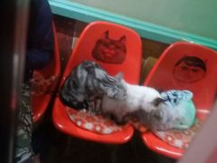 -猫咪博物馆(顶澳仔猫街店)