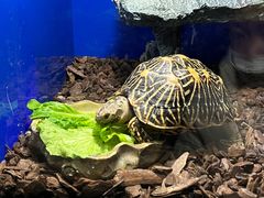 -上海海洋水族馆