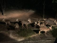 -清迈夜间动物园