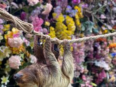 -正佳雨林生态植物园