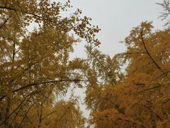 -三里屯东五街银杏大道