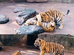 -云南野生动物园