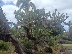 -墨尔本皇家植物园