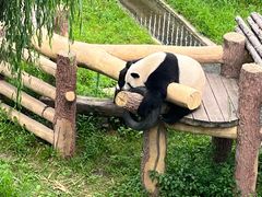 -沈阳森林动物园