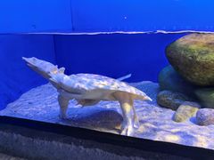 -上海海洋水族馆