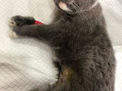 -爱侣宠医·鹦鹉专科·小型哺乳类·异宠专科(灵石路店)