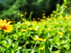 -田心森林公园