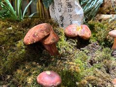 -蔼若春.传承云南菜(金碧公园店)