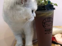-猫咪派对(江南西店)