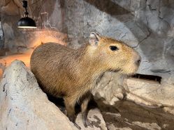 -Zoolung Zoolung动物主题公园(海信广场店)