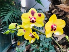 -北京植物园-展览温室
