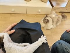 -有喵·猫咖·狗咖·30几只猫10只小狗(岗厦店)