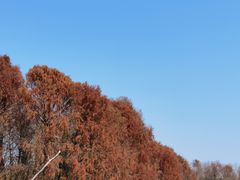 -上海海湾国家森林公园