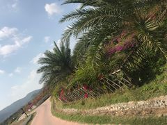 -亚龙湾国际玫瑰谷