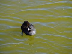 -野鸭湖国家湿地公园