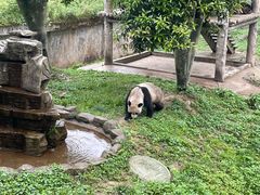 -中国大熊猫保护研究中心雅安碧峰峡基地