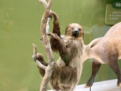 -国家自然博物馆