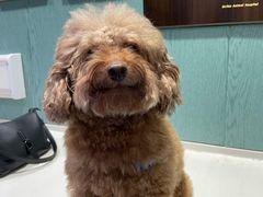 -严国平动物医院(德政总院)