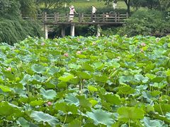 -龙头寺公园