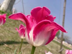 -径山花海