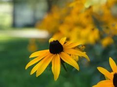 -万柳高尔夫俱乐部