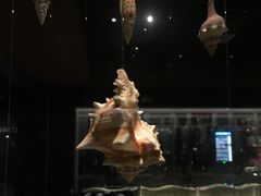 -青岛贝壳博物馆