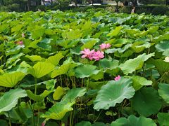-郭守敬纪念馆