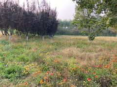 -永定河休闲森林公园