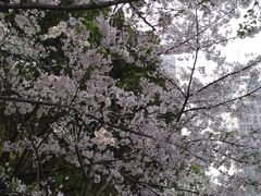 -陆家嘴中心绿地