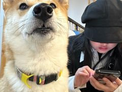 -柴迷FANS CLUB·柴犬狗咖·猫咖