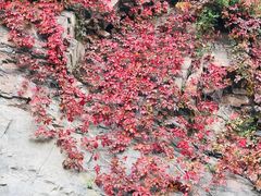 -百里山水画廊乌龙峡谷