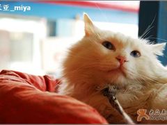 -Babycat私家御饼屋(龙头路一店)