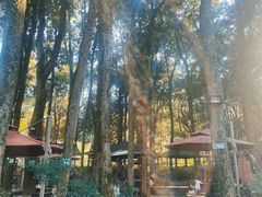 -龙坞茶村